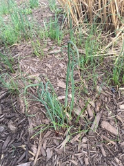 Allium schoenoprasum