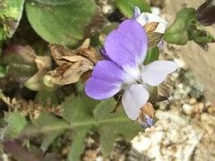 Collinsia multicolor