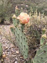 Opuntia confusa
