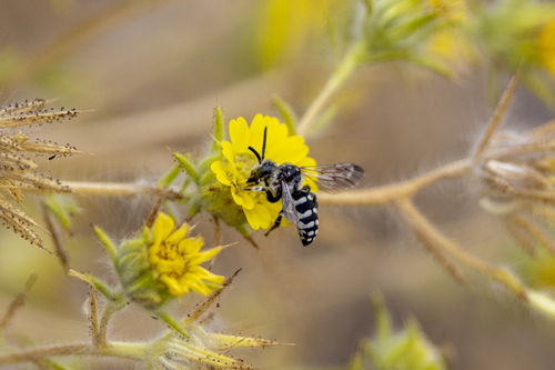 iNaturalist observation photo of California Digger-cuckoo Bee