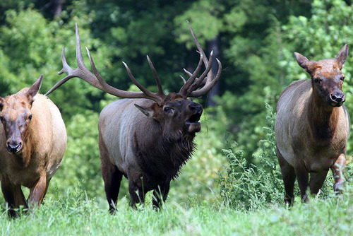 American Elk (Bragg Creek) · iNaturalist