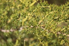 Acacia stellaticeps
