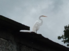 Ardea alba