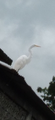 Ardea alba