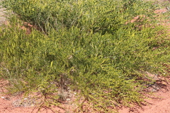 Acacia stellaticeps