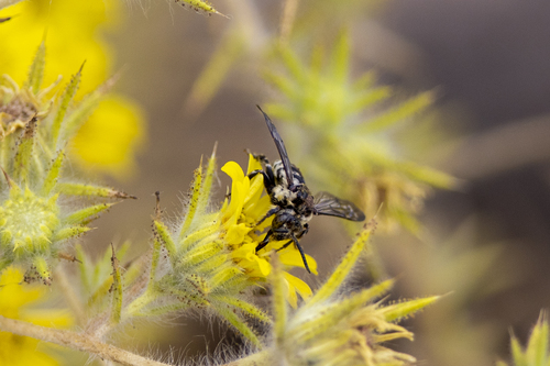 iNaturalist observation photo of California Digger-cuckoo Bee