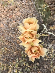 Opuntia confusa