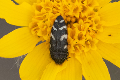 Acmaeodera idahoensis