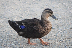 Anas platyrhynchos domesticus