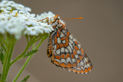 Euphydryas anicia