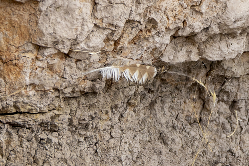 iNaturalist observation photo of Burrowing Owl