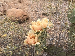 Opuntia confusa