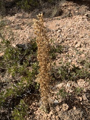 Frasera speciosa