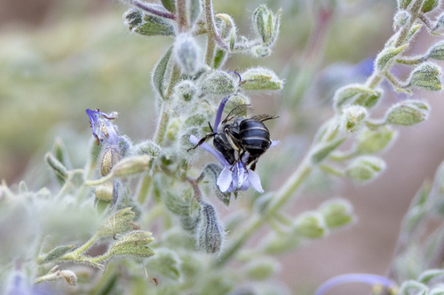 iNaturalist observation photo of Common Digger Bees