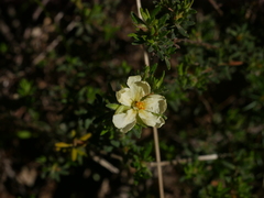 Hibbertia crinita