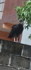 Coragyps atratus