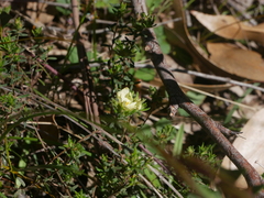 Hibbertia crinita