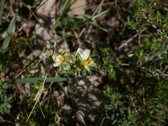 Hibbertia crinita