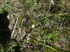 Hibbertia crinita