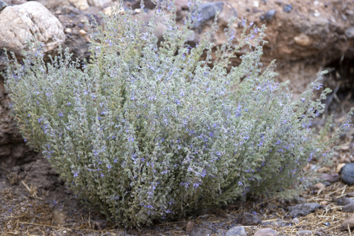 iNaturalist observation photo of Vinegar Weed