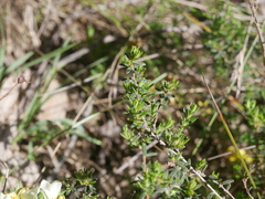 Hibbertia crinita
