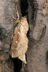 Wiseana copularis