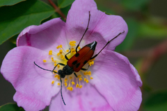 Anastrangalia laetifica