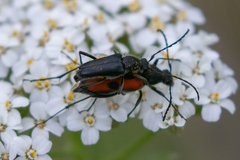 Anastrangalia laetifica