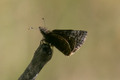 Erynnis icelus