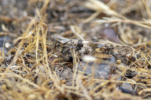 iNaturalist observation photo of Pallid-winged Grasshopper