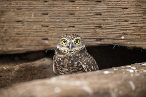 iNaturalist observation photo of Burrowing Owl