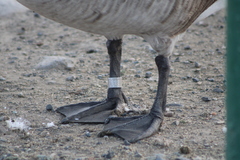 Branta canadensis moffitti
