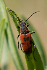 Anastrangalia laetifica