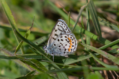 Euphilotes heracleoides