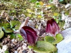 Corybas orbiculatus