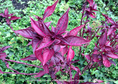 Iresine diffusa herbstii