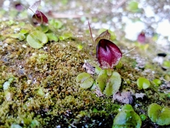 Corybas orbiculatus