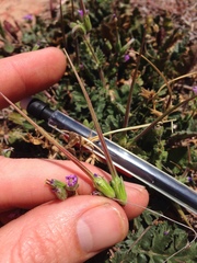 Erodium brachycarpum