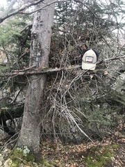 Chrysomyxa arctostaphyli