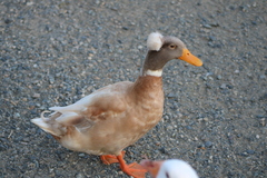 Anas platyrhynchos domesticus