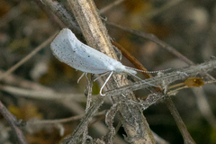 Euceratia castella
