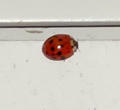 Harmonia axyridis