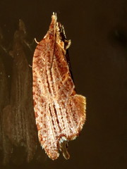 Glyphidoptera polymita