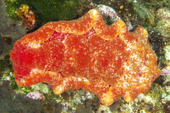 Hexabranchus sanguineus image