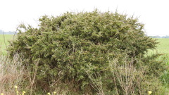 Condalia microphylla