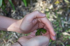 Naultinus elegans