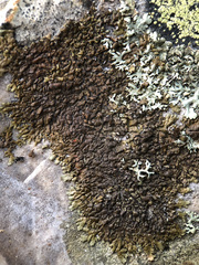 Anaptychia runcinata