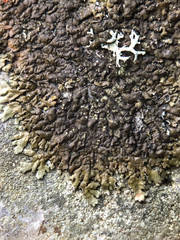 Anaptychia runcinata