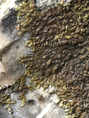 Anaptychia runcinata