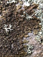 Anaptychia runcinata